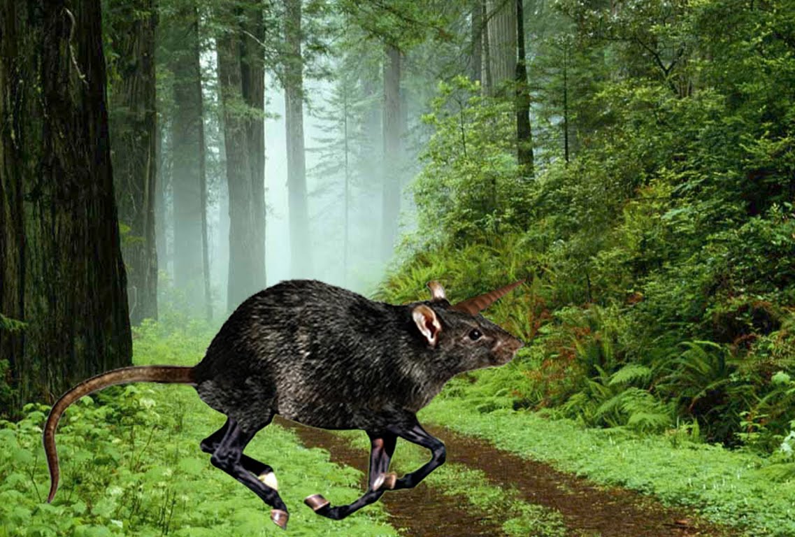 Unicorn Horse Pictures