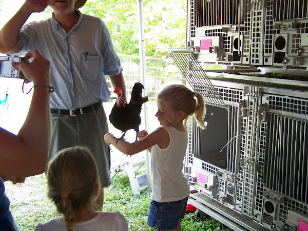 A young visitor lets the rooster stand on her arm