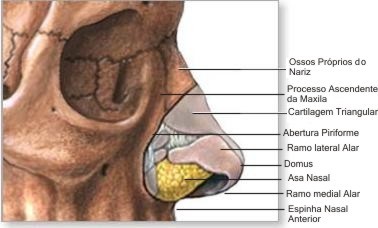 [Imagem: anatomia+do+nariz.jpg]