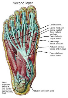 Barefoot Angie Bee: The human foot. by the Substitute Blogger.