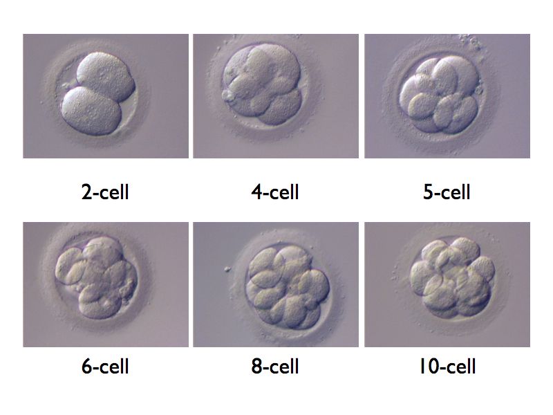 7-cell-embryo-day-3-success