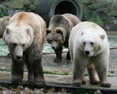 Hybrid Bear