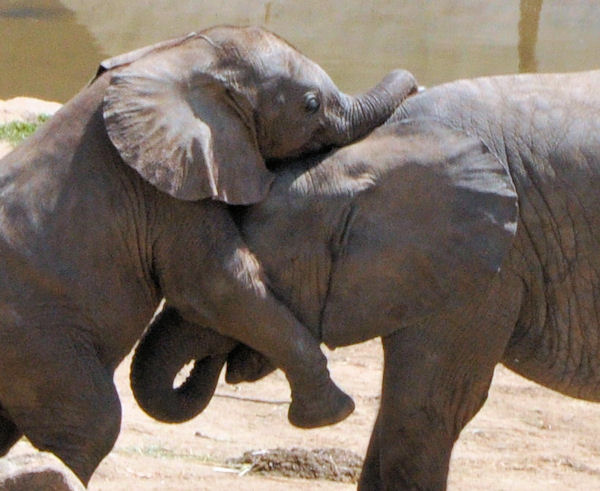 two elephants hugging