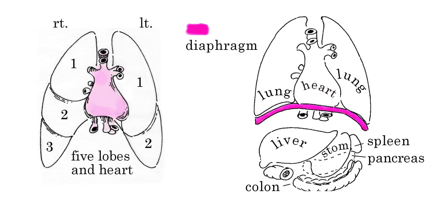 Breathing Deep Exercises: Organs, Lobes And The Diaphragm