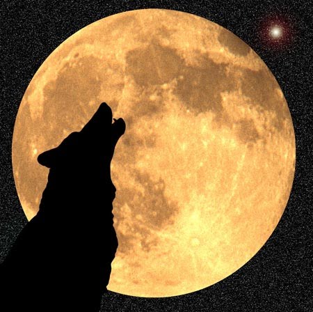 [wolf.bmp]