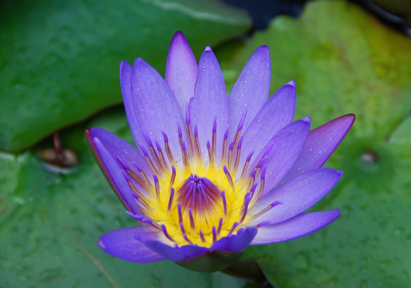 Just a Girl in the World Maui, Hawaii, USA