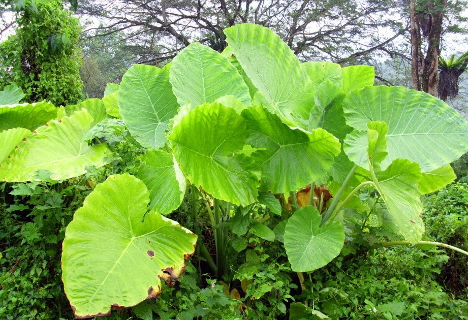 elephant-ears-alocasia-macrorrhiza