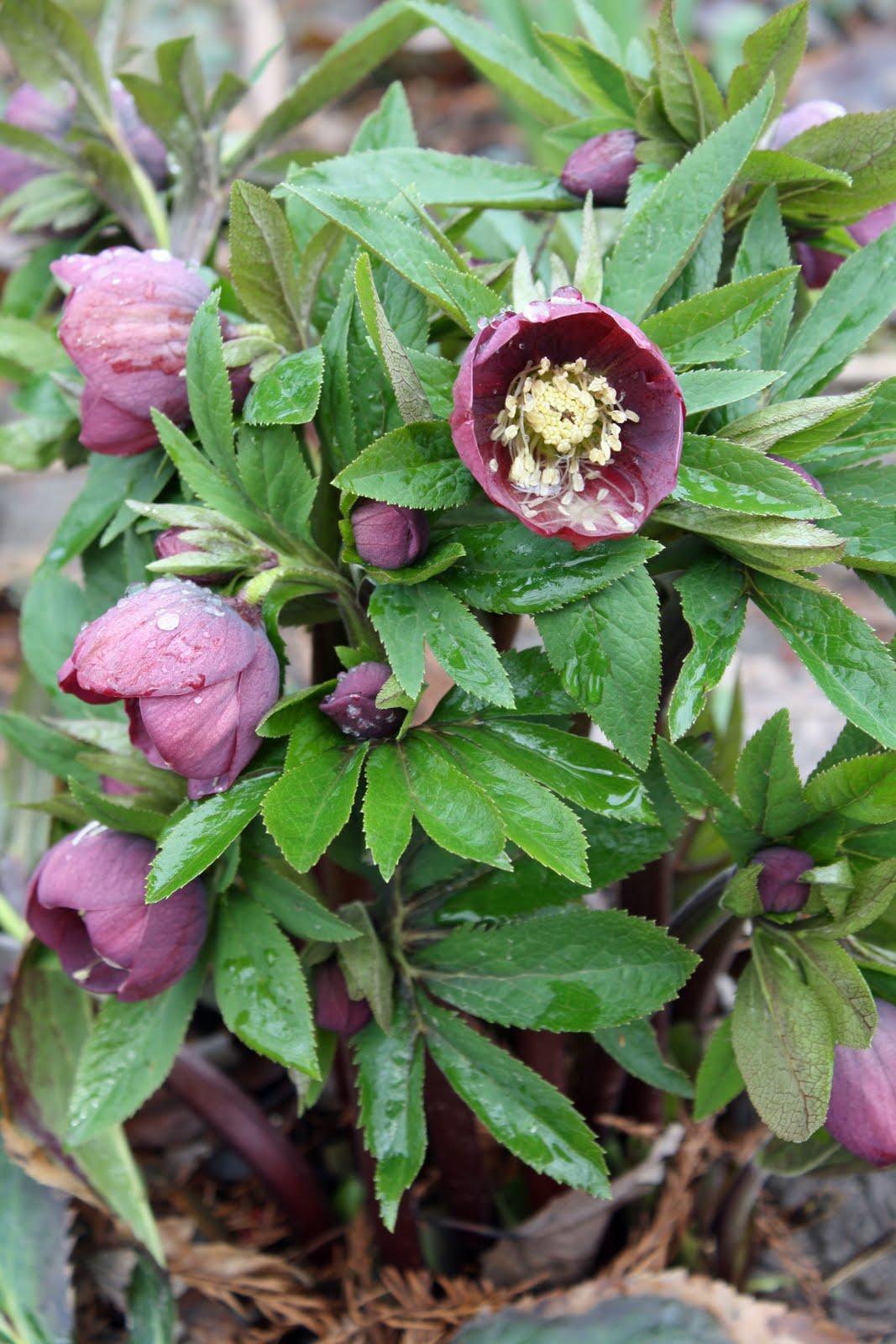 The Farm Hellebore Season