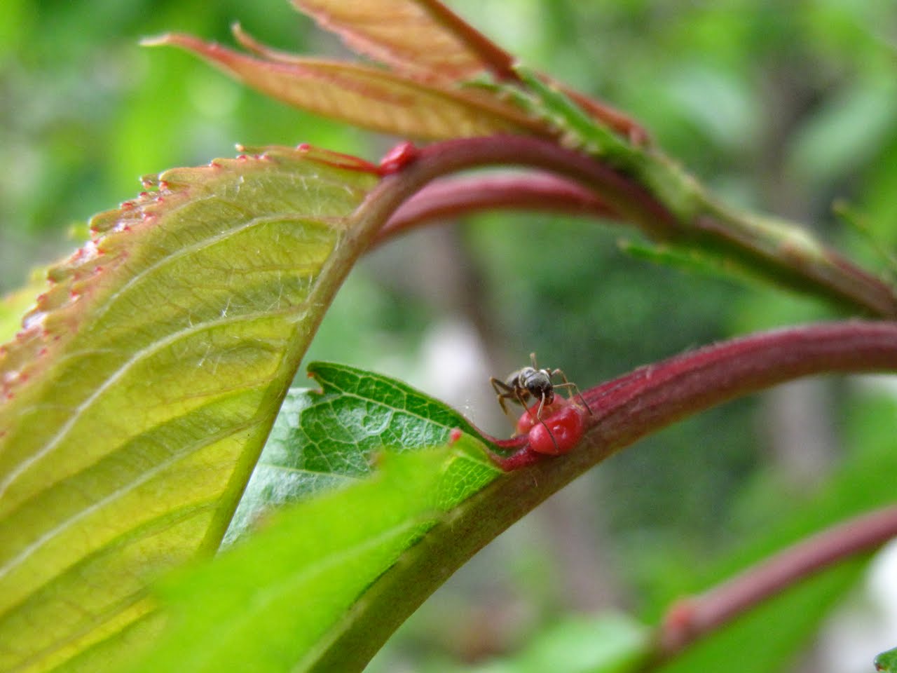 Ant Plant Mutualism