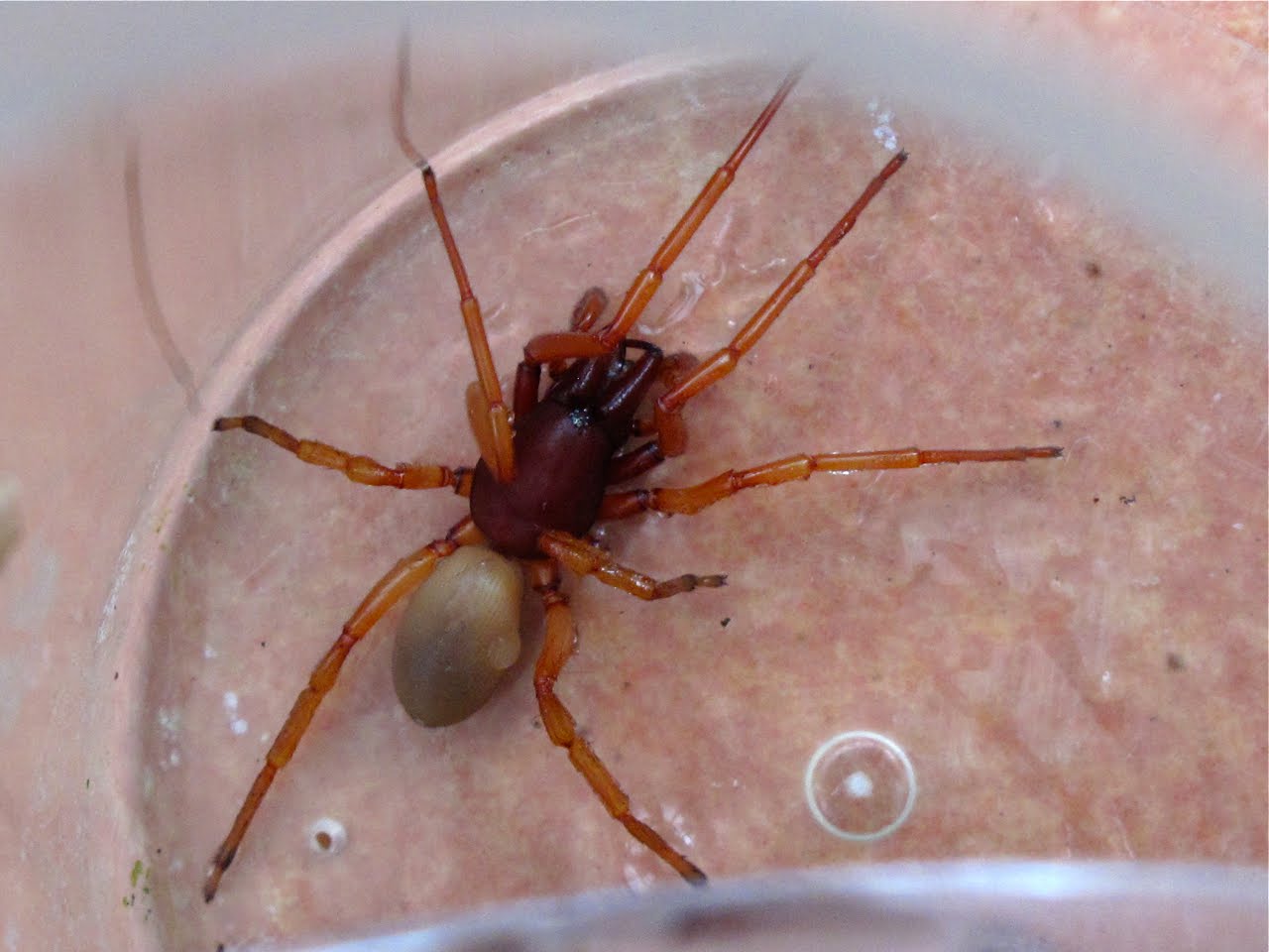 dysdera spider