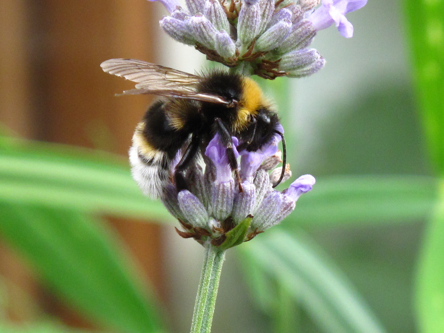 BugBlog Cuckoo bumblebee chemical weapons