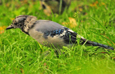 blue jay molting