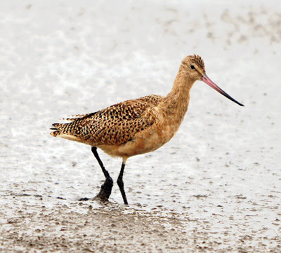 Marbled Godwit