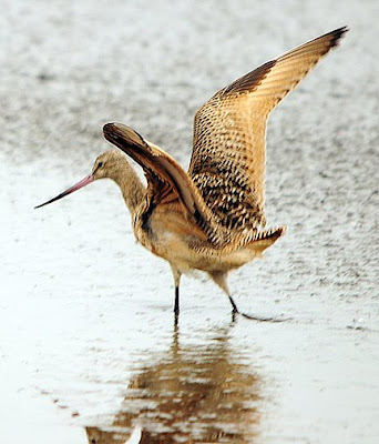 Marbled Godwit