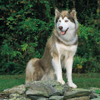 Imágenes de Perros Husky Siberianos Imágenes de Perros Husky Siberianos