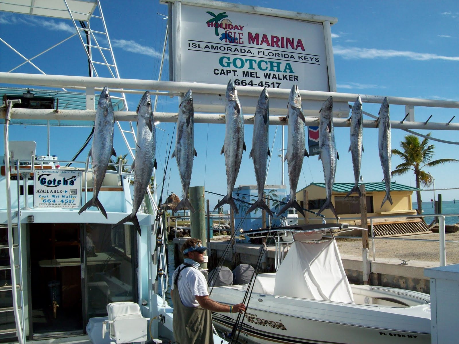 kingfish