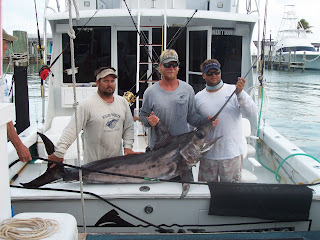 sailfish