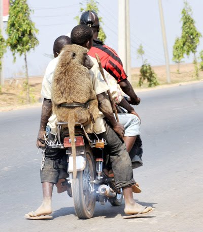 THE SYNERGY OF CO-HABITATION, MAN AND HIS BEST FRIEND?