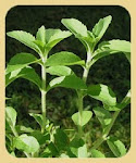 STEVIA SWEET LEAVES