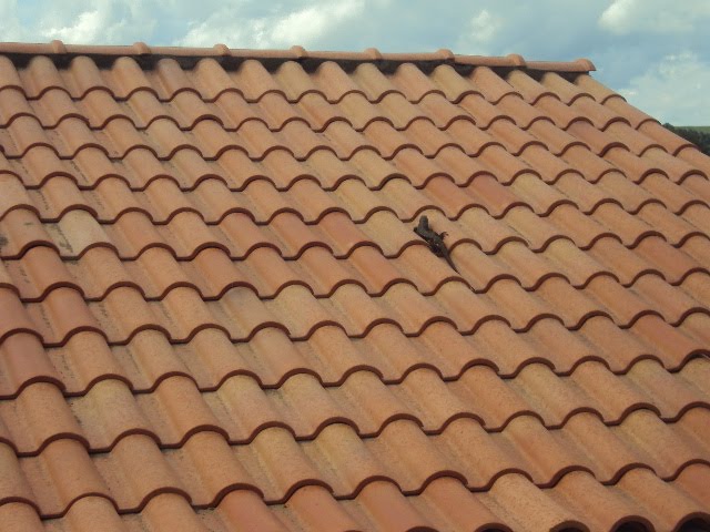 um lagarto no telhado