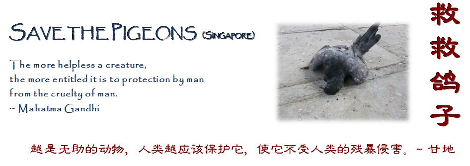 [Save+the+Pigeons+Blog+Logo+2.JPG]