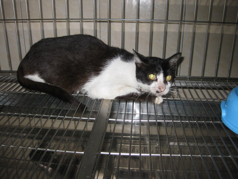 Two female cats spayed « AnimalCare