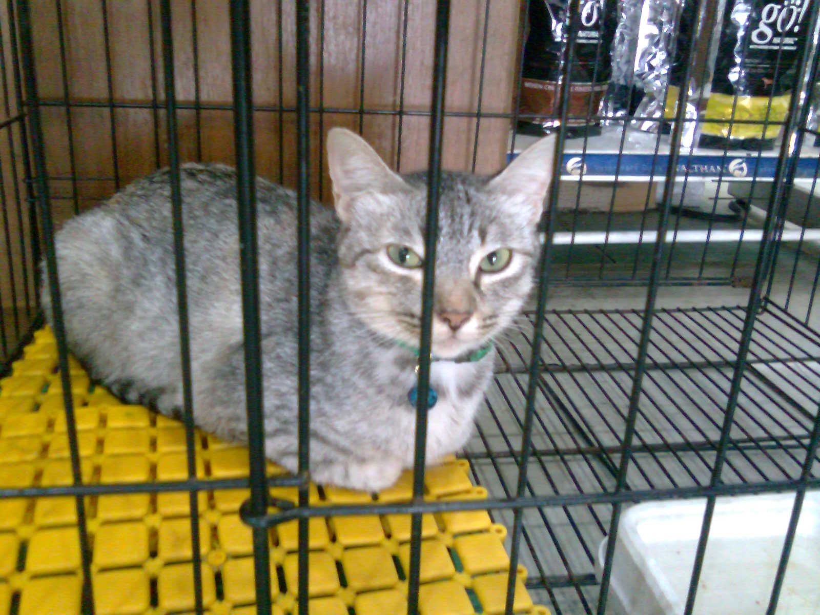 Abandoned female cat spayed « AnimalCare