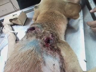 [Wound+Closeup.jpg]