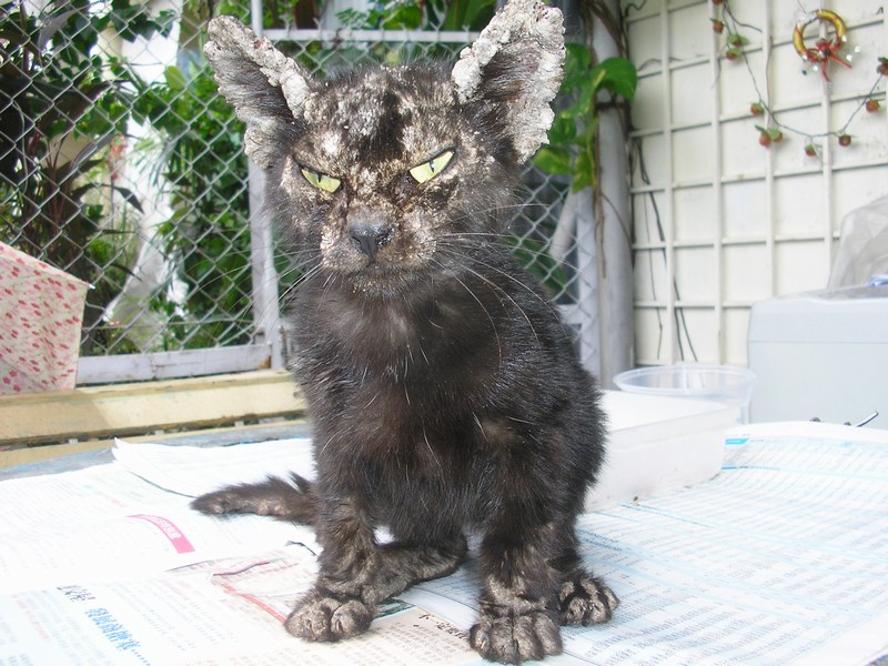 Super Zhou Zhou, a stray cat with mange « AnimalCare