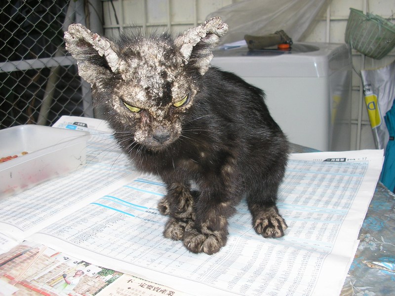 Super Zhou Zhou, a stray cat with mange – AnimalCare