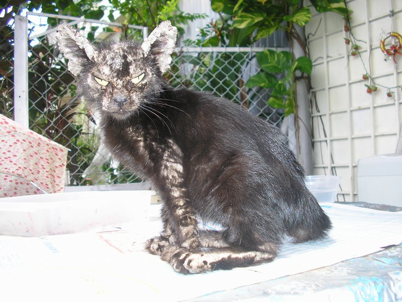 Super Zhou Zhou, a stray cat with mange AnimalCare