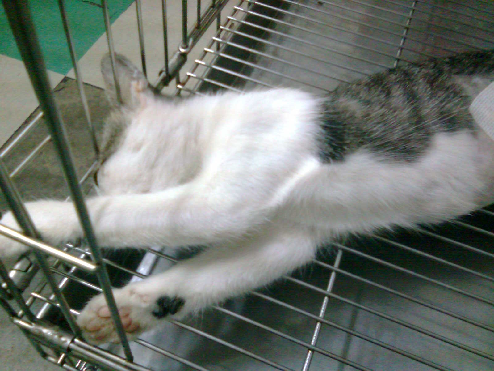 A female cat spayed « AnimalCare