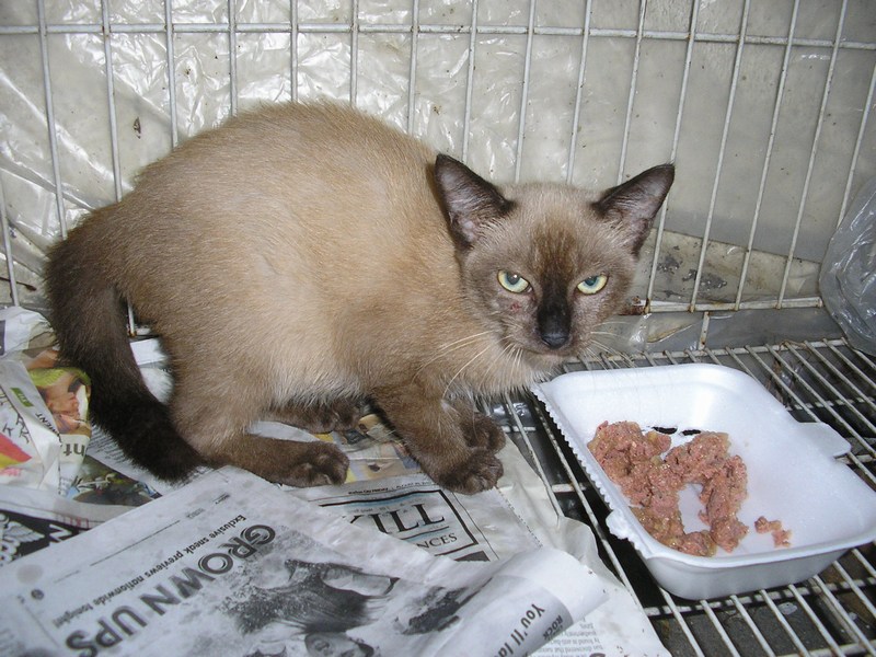 A male cat neutered AnimalCare