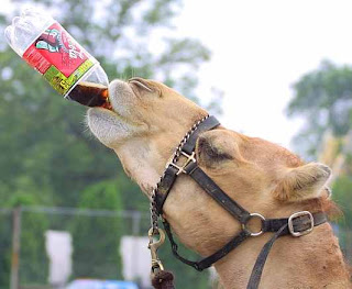 drinking-camel-coke-funny-photo.jpg