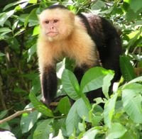world monkey photos white headed capuchin native to central america honduras nicaragua costa rica panama and northern south america