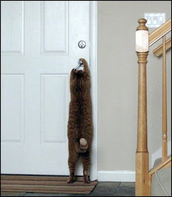 Funny And Crazy Animal Photos Cats Can Use Door Handles