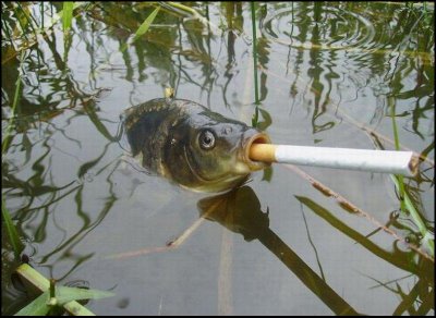 [smoking-fish-photo.jpg]