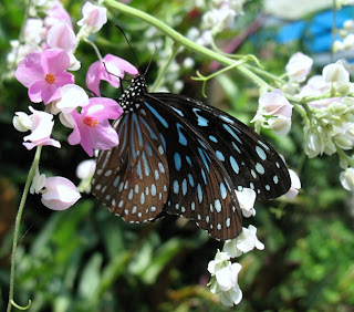 Phuket Butterfly Garden