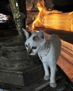 Cat at Wat Suwan Kuha
