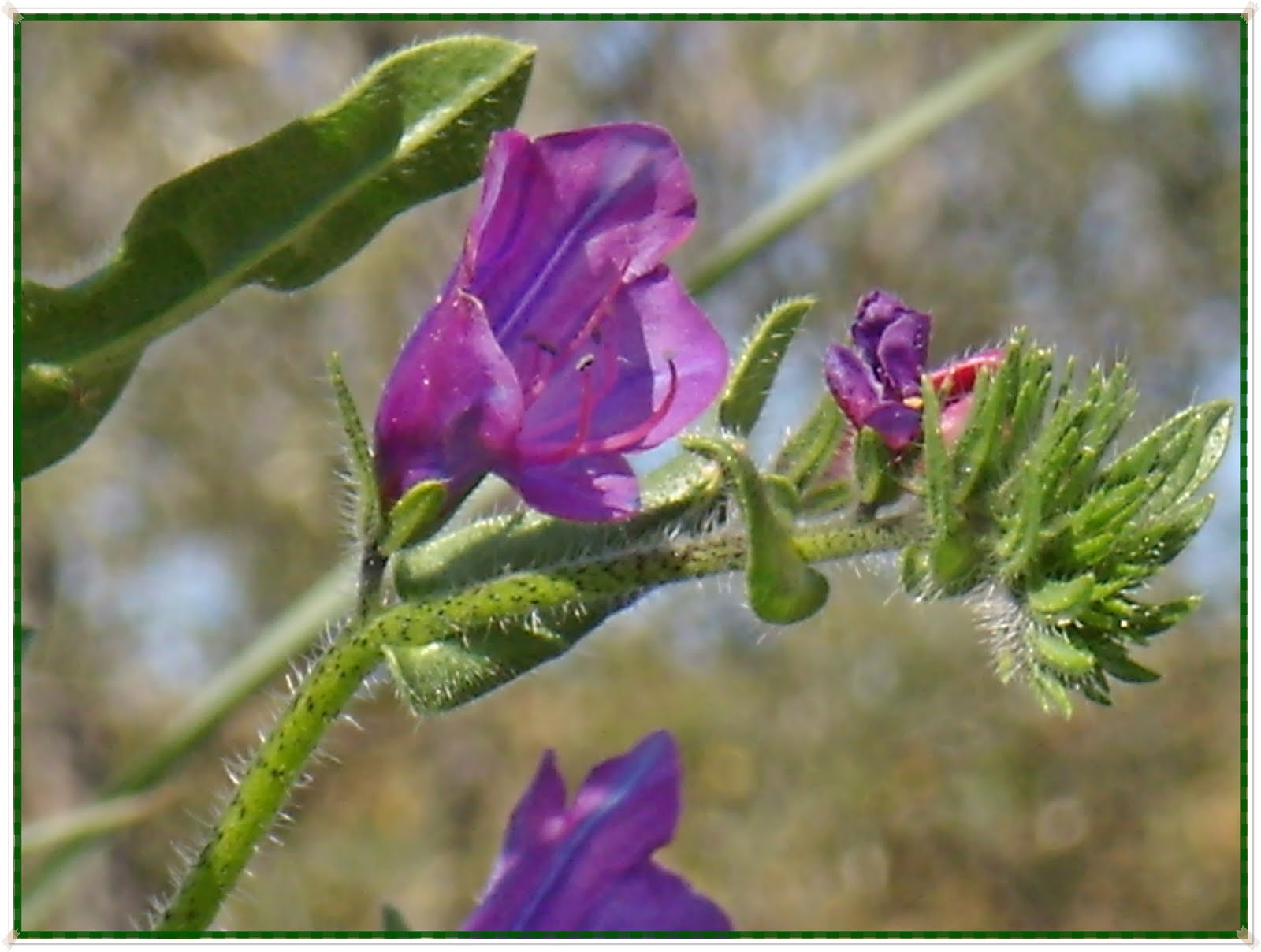 GUAREÑA Flores de Valdearenales III Flores silvestres moradas GUAREÑA Flores de Valdearenales III Flores silvestres moradas