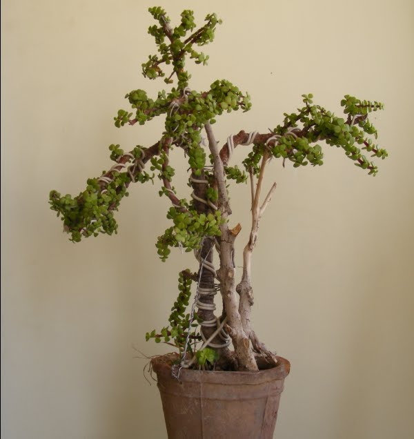 Bonsai Collection of a member of Ahmedabad Bonsai Club Jade Twin Trunk