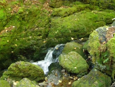 Mossy rocks in stream at Fundy National Park