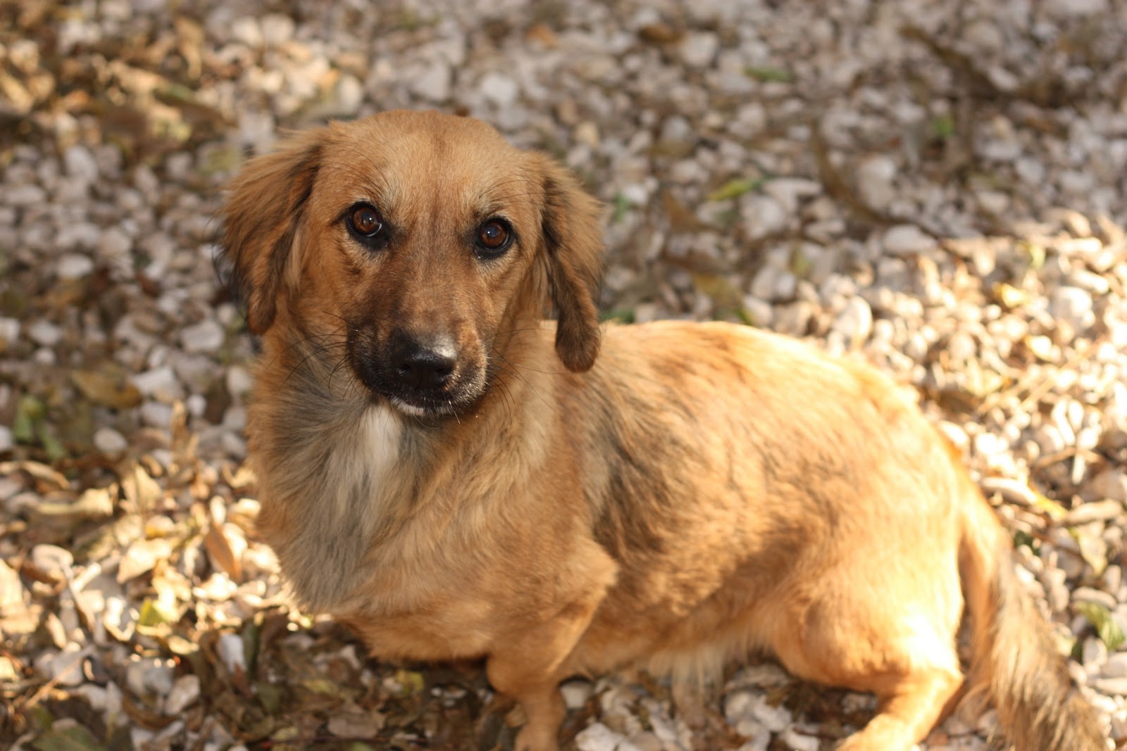 Short Legged Labrador
