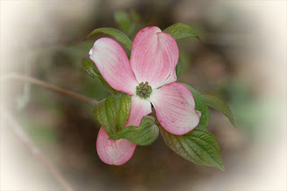 Pink+dogwood+blossom