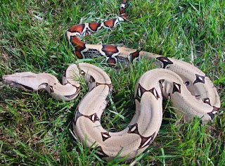 swimming with my pet boa constrictor swimming with my pet boa constrictor