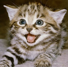 Cute Kitten Hissing!!