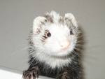 Ted The Ferret