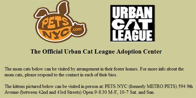 Urban Cat League Adoption