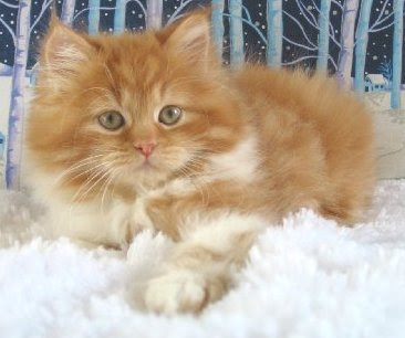 Your Pet Guide History Of Bicolor Persian Cat