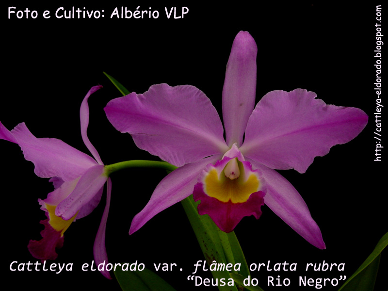 37%20-%20Cattleya%20eldorado%20var.%20flameada%20orlata%20rubra%20PDZ_NGC-0038%20Deusa%20do%20Rio%20Negro%20I.jpg